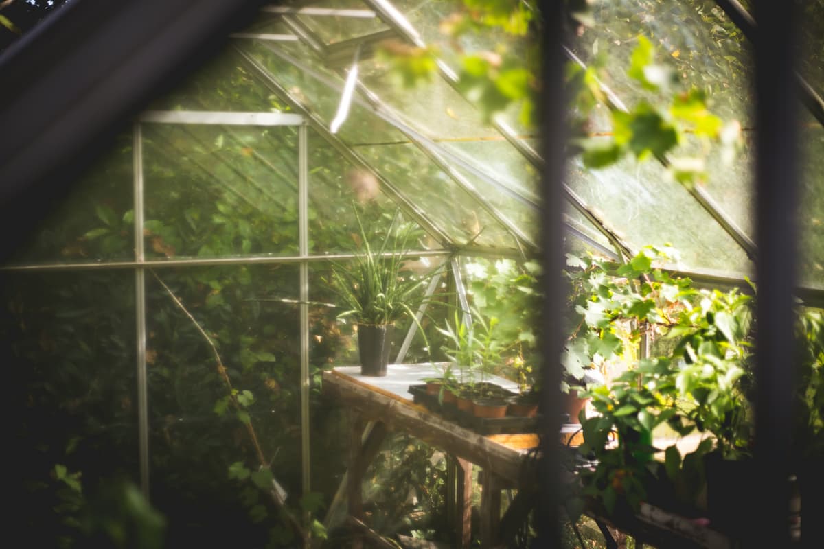 picture of plants in a greenhouse